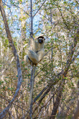 Africa, Madagascar, Anosy, Berenty Reserve. Ring-tailed lemur, Lemur catta. Portrait