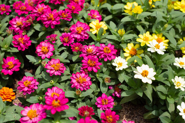 Zinnia flower in the garden