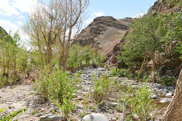Fototapeta premium A parched mountain river in a canyon. Picturesque place in the mountains, beautiful photo wallpaper.