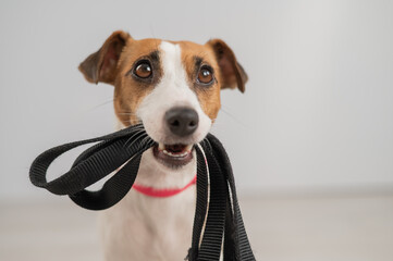 Portrait of a Jack Russell Terrier dog holding a leash on a white background. 