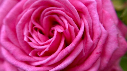 Beautiful petal layers of a pink rose