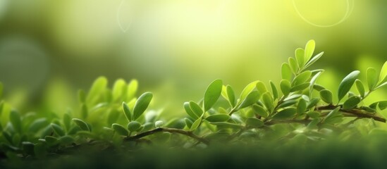 close up view of green leaves blur bokeh background