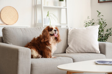 Cute cavalier King Charles spaniel sitting on sofa at home