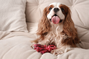 Cute cavalier King Charles spaniel with toy sitting on sofa at home