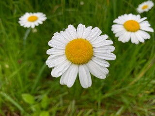 daisy in the grass