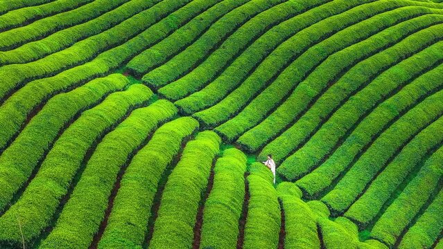 Beautiful young Asian tea picker wearing traditional tea-picking attire harvesting tea in a hillside tea garden in Wuyuan, Jiangxi, China, during spring.