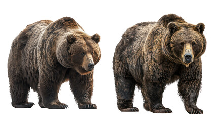 Fototapeta premium Set of Majestic Grizzly Bear with Thick Fur and Sharp Claws, Isolated on Transparent Background