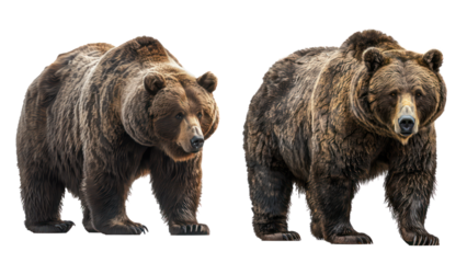 Set of Majestic Grizzly Bear with Thick Fur and Sharp Claws, Isolated on Transparent Background