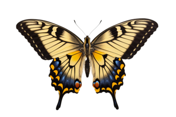 Yellow butterfly isolated on black background