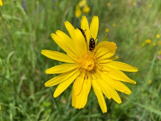 yellow dandelion flower