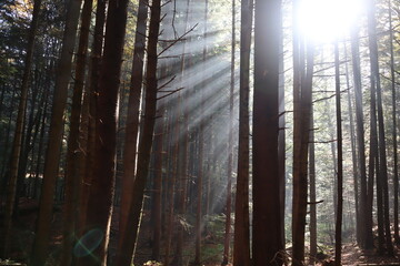 Photo landscape in the forest. The sun's rays pass through the trees. The sun is placed in the...