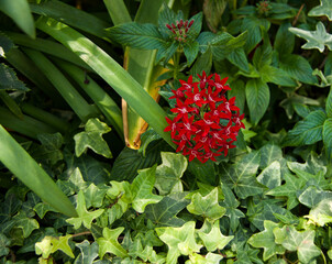Beautiful red flower in a background of green leaves seen at Singapore Botanical Gardens in 2024.