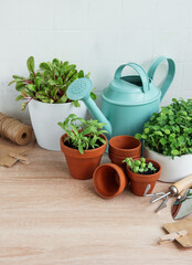 Indoor Herb Garden Kit With Fresh Green Plants