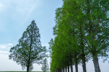 Fototapeta premium メタセコイアの輝き