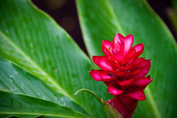 Flor roja