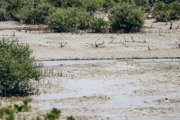 Mangrove forests, one of Qatar’s natural wonders