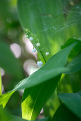 Lilies of the valley in the forest in May, Moscow region, Russia