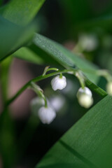 Obraz premium Lilies of the valley in the forest in May, Moscow region, Russia