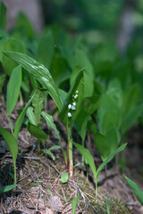 Lilies of the valley in the forest in May, Moscow region, Russia