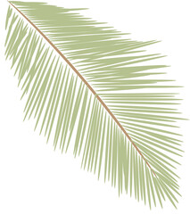 Obraz premium tropical date leaves