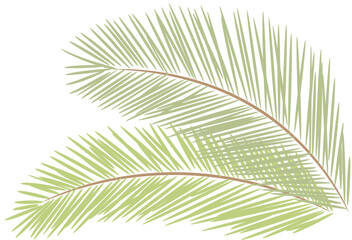 Obraz premium tropical date leaves