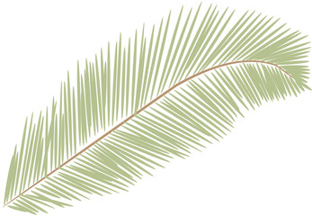 Obraz premium tropical date leaves