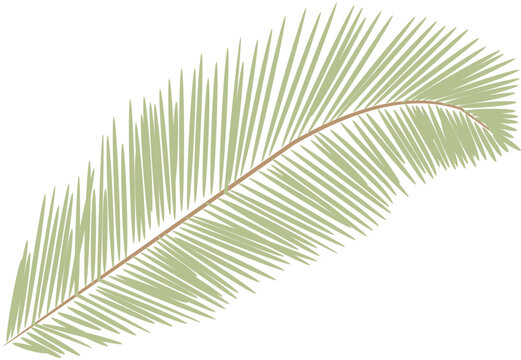 tropical date leaves