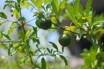 green lime lemon fruits on tree