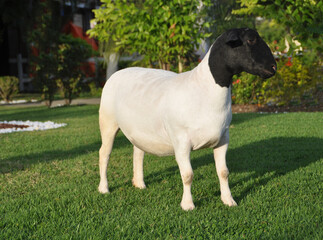female dorper ram very awarded in Brazil. The Dorper is a breed developed in South Africa