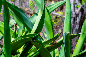 Aloe vera plant close-up