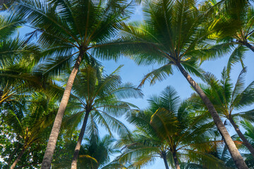 Fototapeta premium Blue sky palm beach copy space.