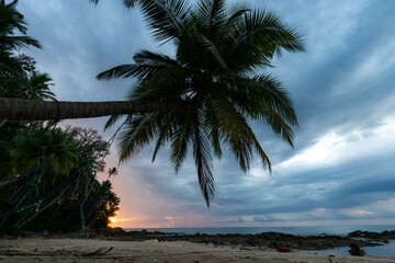 Bottom up view of tropical palm trees