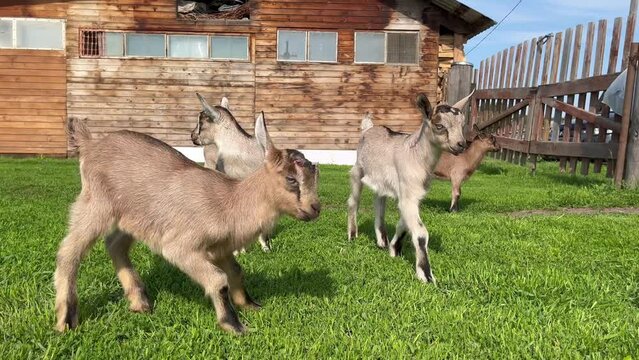 Fun Young goatlings play and run on summer sunny meadow 