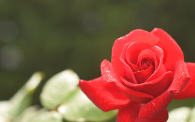 Beautiful flower of red rose with water drops closed up in garden