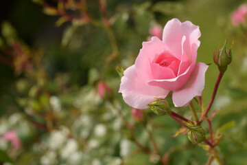 Beautiful pink rose flower grows in park. Picture of blooming head on bush such vertical or horizontal direction.