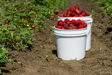 white buckets of fresh picked strawberries in the field between green beds