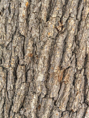 The texture of the bark of an old willow. Detailed bark texture. Natural background