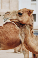 Obraz premium Camels in Doha in the Souq Waqif area