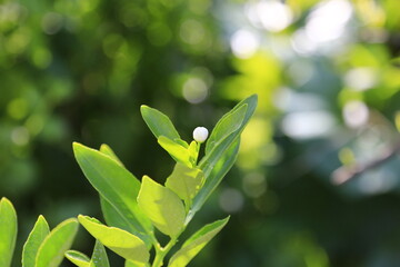 太陽光を浴びる不知火の新緑の葉と蕾