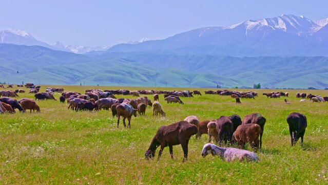 flock of fat-tailed sheep is grazing in tall grass at sunny day with mountains in the background.