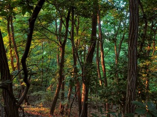 한국의 녹색 숲 풍경, 태양빛 