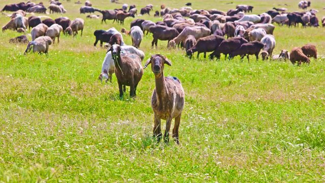 Flock of fat-tailed sheep is grazing in tall grass at sunny day. One fat-tailed sheep is looking to camera.