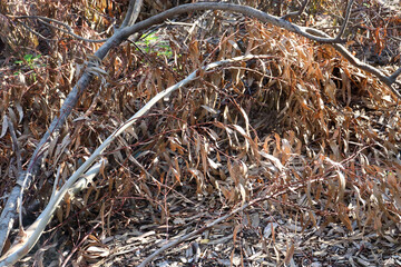 fallen eucalyptus tree branch and dried leaves in australian bushland