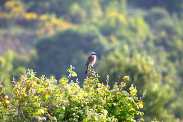 Red-backed shrike (Lanius collurio) perched on blackberry bush in front of green and natural background. Bird, animal