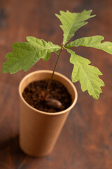 oak seedling, oak sprouting from an acorn, caring for the environment, greening the planet