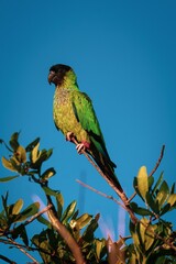 Obraz premium a parrot perched on a branch with a clear blue sky in the background.
