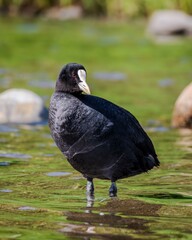 a black bird with a white head and red eyes standing in a body of water