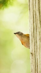 a bird perched on the edge of a wooden structure.