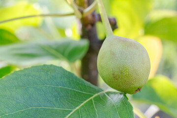 Green pear on the tree in summer day.