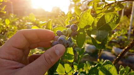 Farmer picking fresh blueberries on a farm. © astrosystem